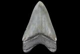 Serrated, Fossil Megalodon Tooth - Polished Blade #125262-1